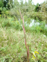 Andropogon virginicus