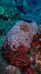 Ircinia