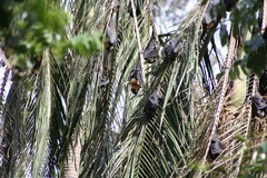 Pteropus poliocephalus