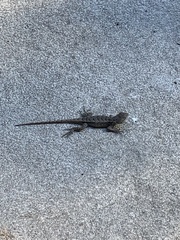 Sceloporus consobrinus