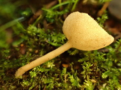 Helvella macropus