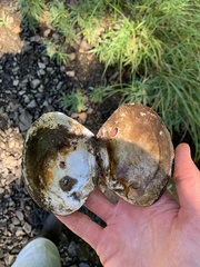 Lasmigona complanata