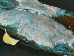 Cyanobacteria