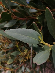 Eucalyptus utilis