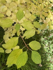 Cornus sanguinea