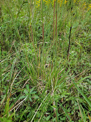 Andropogon virginicus