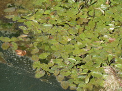 Potamogeton natans