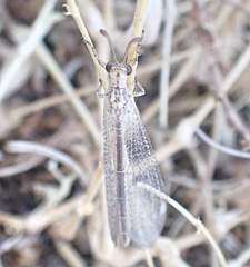 Macronemurus appendiculatus