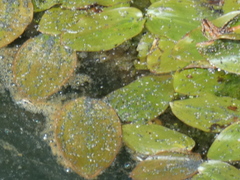 Potamogeton natans