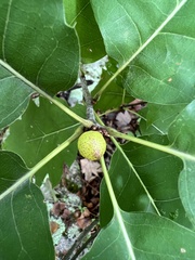 Amphibolips