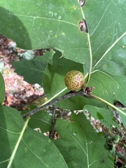 Amphibolips