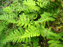 Polypodioideae