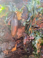 Halichondria panicea