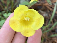 Aureolaria flava