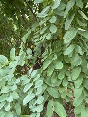Robinia
