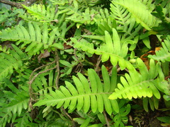 Polypodioideae