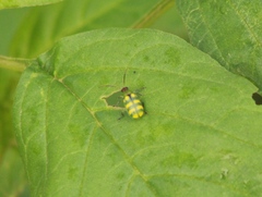 Diabrotica balteata