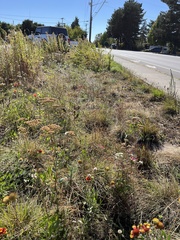 Gaillardia