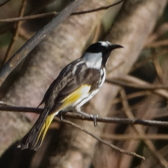 Phylidonyris niger