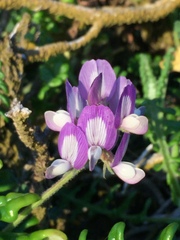 Astragalus amatus