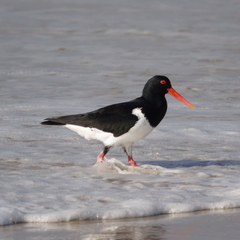 Haematopus longirostris