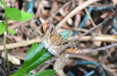 Odontoptilum angulata