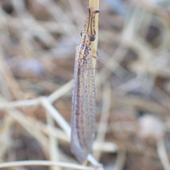 Macronemurus appendiculatus