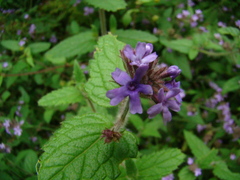 Verbenaceae