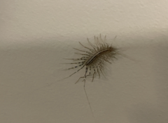 Scutigera coleoptrata