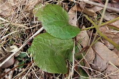 Pyrola americana