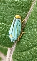 Graphocephala atropunctata