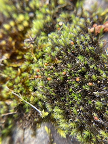 Grimmia laevigata