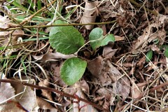 Pyrola americana