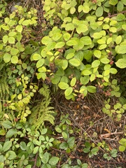 Rubus tuberculatus