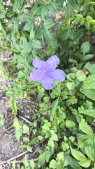 Ruellia nudiflora