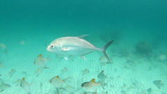 Caranx papuensis