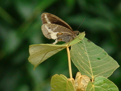 Dasyophthalma rusina