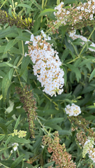 Buddleja davidii