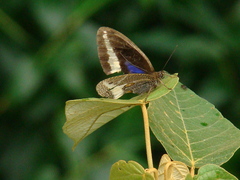 Dasyophthalma rusina