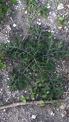 Parthenium hysterophorus