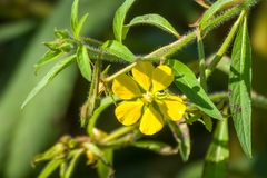 Ludwigia leptocarpa