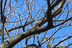 Accipiter striatus erythronemius