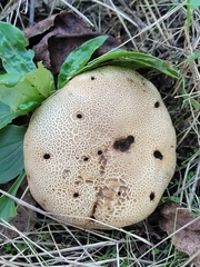 Scleroderma areolatum