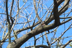 Accipiter striatus erythronemius