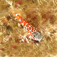 Trimma lantana