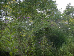 Buddleja davidii