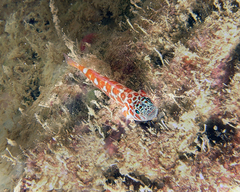 Trimma lantana