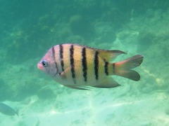 Abudefduf bengalensis