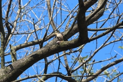 Accipiter striatus erythronemius