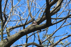 Accipiter striatus erythronemius